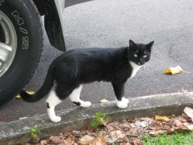 cat