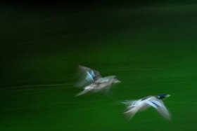 flying birds