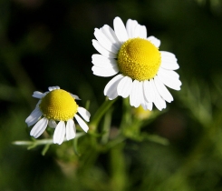 72