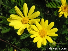 Flower08