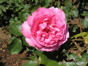 Flower10