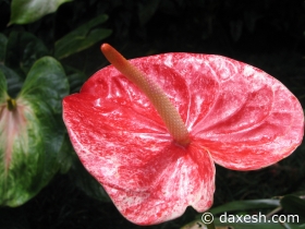 Flower14