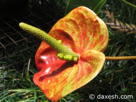 Flower15