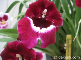 Flower21