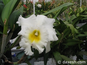 Flower35