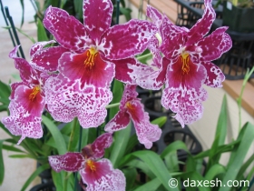 Flower36