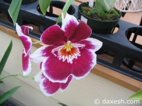 Flower40