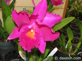Flower45