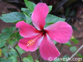 Flower48
