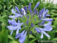 flower01