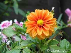 flower02