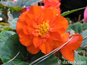 flower03