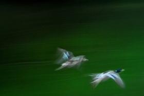 flying birds